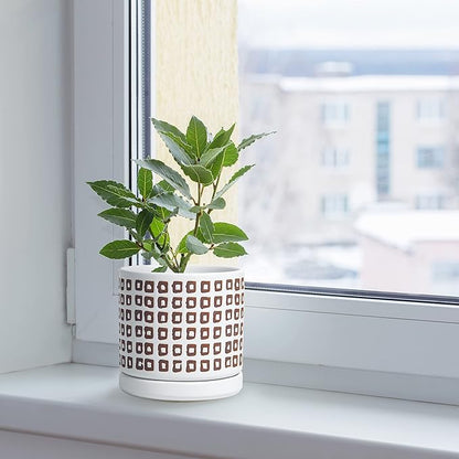 D'vine Dev Set of 2 Ceramic Planter Pots with Drainage Hole and Saucer, 4.5 Inch 6 Inch Plant Pots for Plants Indoor Houseplants, White, 99-A-1