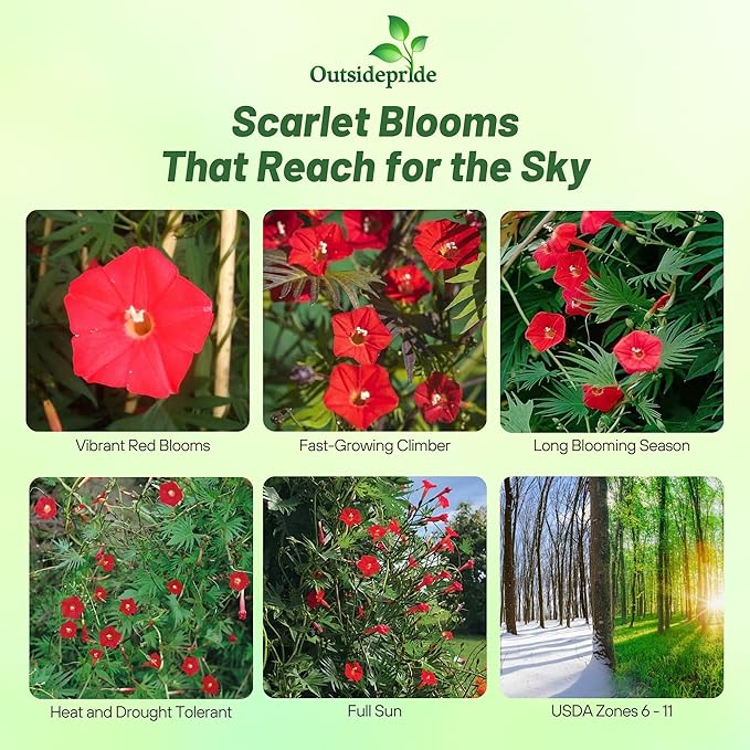 Outsidepride Climber Vine Seeds - 500 Pcs. Annual, Versatile, Hardy & Low Maintenance, Flower Seeds for Planting Vibrant Red Trumpet-Shaped Blooms, Great for Landscaping & Pollinator Gardens