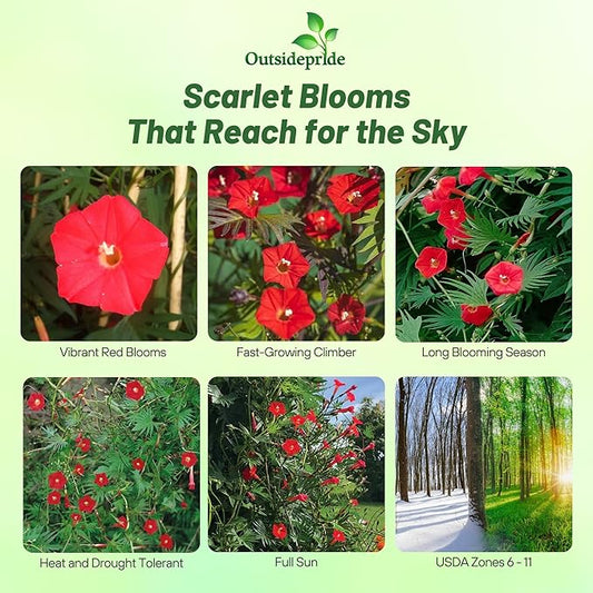 Outsidepride Climber Vine Seeds - 1000 Pcs. Annual, Versatile, Hardy & Low Maintenance, Flower Seeds for Planting Vibrant Red Trumpet-Shaped Blooms, Great for Landscaping & Pollinator Gardens