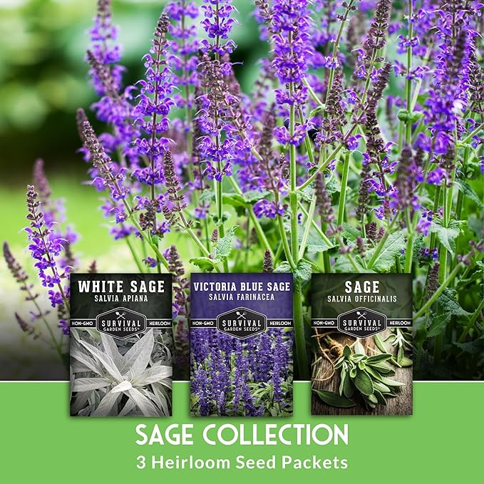 Survival Garden Seeds Sage Collection Seed Vault - White, Culinary & Victoria Blue Sage (Salvia Apiana, Officinalis, Farinacea) - Non-GMO Heirloom Seeds for Your Garden