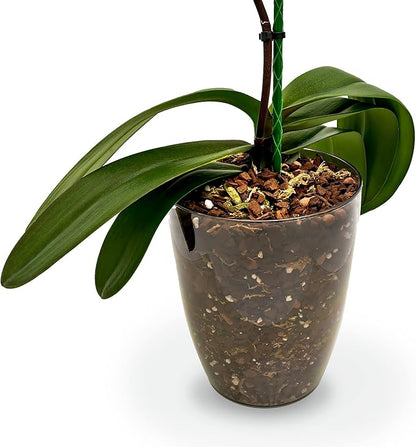 Premium Orchid Soil Mix by Gardenera - Hand Mixed New Zealand Pinus Radiata 100% Natural Potting Soil Bark Mix - for Phalaenopsis Orchid - 2 Quart - Made in USA