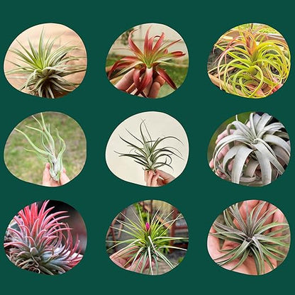 Cute Farms Tillandsia Air Plant Fertilizer | Gentle Weekly Use Formula Plant Food | Formulated Nutrients for Air Plants (8 oz. Spray Bottle + ONE Fine Mist Water Sprayer)