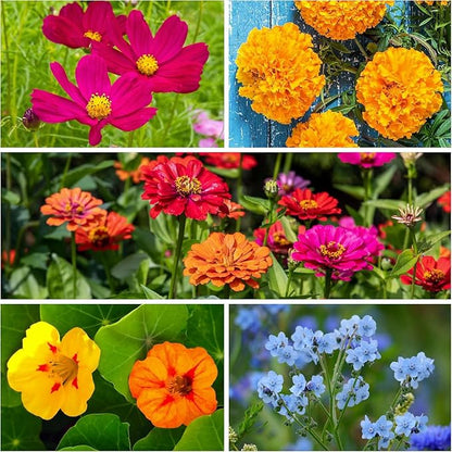Seed Needs Butterfly Garden Bulk Seed Variety Collection - 4 Large Pouches Pure Live Seed No Filler - Crazy Cosmos, California Giants Zinnia, Crazy Sunflower & Butterfly Wildflower Mix