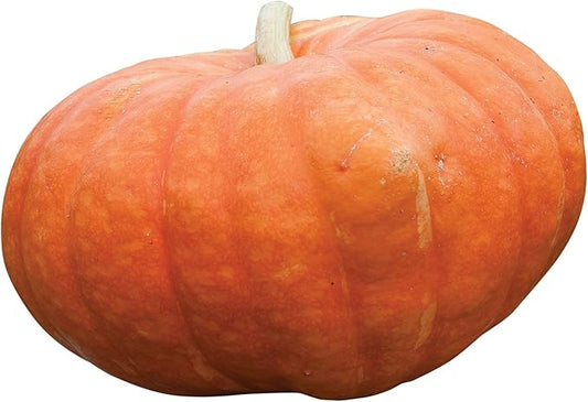 Burpee Rouge Vif d'Etampes Pumpkin Seeds 30 seeds