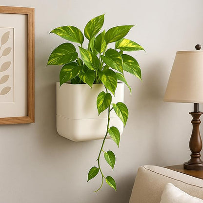 Phoenix Vine 6.5-Inch Wall Mounted Self-Watering Planter Pot for Indoor Houseplants and Herbs | Hanging Planter for Window Sills, Bathroom Walls, Home & Office Décor, Oatmeal, Set of 2, 01-WP-D-2