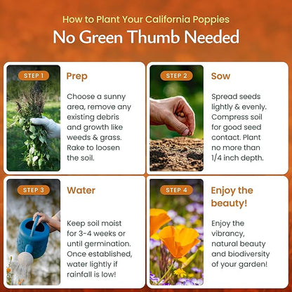 Created by Nature California Poppy Flower Seeds, 20,000 Native Wildflower Seeds, California State Flower