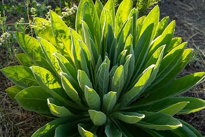 Plant Good Seed Organic Common Mullein Seeds for Planting: Medicinal Tea Herb, Yellow Flowers - 250 Seed Packet