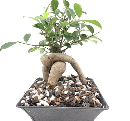 Black Lava Rock | 2 Quarts Bag | 1/4” Particle Size | Soil Aggregate for Bonsai, Cactus, Succulents, Aquariums, and More | Enables Optimal Drainage and Soil Aeration | The Bonsai Supply