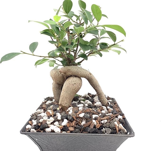 Pumice for Bonsai, Succulent, Cactus, Alocasia, Monstera, and Tropical Aroids | 20 Quarts Bag | 1/4” Particle Size | The Bonsai Supply