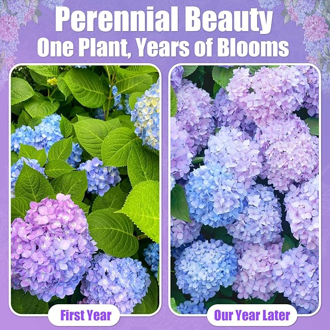 300+ Hydrangea Seeds Bulk Pack - Mixed Hydrangea Seeds Perennial Flower Seeds, Beginner-Friendly & Easy to Grow, Simple Seed-Start, for Garden Borders, Patio Containers & Partial Shade Beds