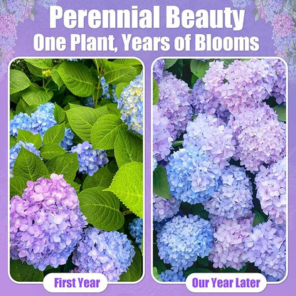 300+ Hydrangea Seeds Bulk Pack - Mixed Hydrangea Seeds Perennial Flower Seeds, Beginner-Friendly & Easy to Grow, Simple Seed-Start, for Garden Borders, Patio Containers & Partial Shade Beds