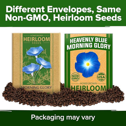 HOME GROWN Morning Glory Seeds,Heavenly Blue (2 Pack) 300 Heirloom Morning Glories Vine Seeds for Planting Ideal for a Flower Garden That Attracts Pollinators and Birds(Ipomoea Tricolor)