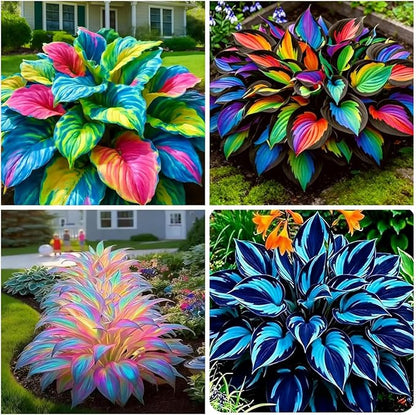105+ Hosta Seeds Rainbow Mix for Planting,Rare Hosta Seeds Mixed Colors,Dual Use for Ground Cover & Pots, Create Cool Shaded Garden Outdoor