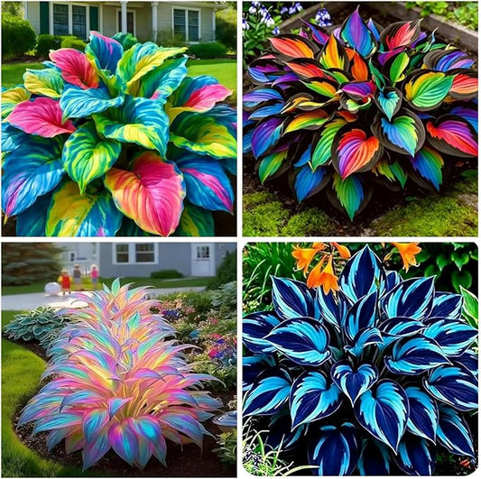105+ Hosta Seeds Rainbow Mix for Planting,Rare Hosta Seeds Mixed Colors,Dual Use for Ground Cover & Pots, Create Cool Shaded Garden Outdoor