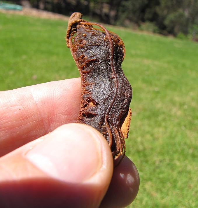TomorrowSeeds - Tamarind Tree Seeds - 15+ Count - for 2026 Planting Tamarindus Indica Tamarindo Indian Date Imli Assam Asam Java Sweet Sour Pulp Tropical Fruit Trees Perennial Grow Your Own Home Farm
