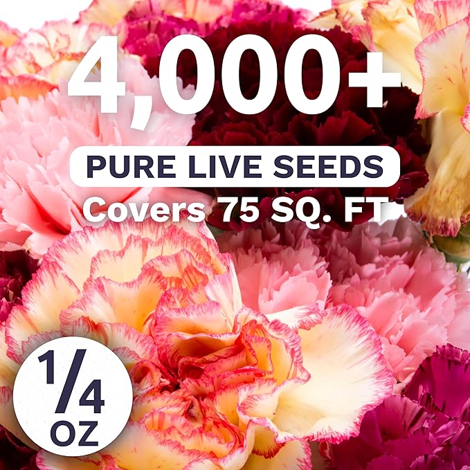 Carnation Chabaud Mix – Large 1/4 Ounce Seed Packet – 4,000 Flower Seeds for Planting – Dianthus caryophyllus
