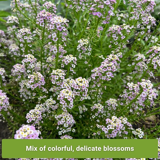 Sow Right Seeds - Sweet Alyssum Flower Seed Collection for Planting - White, Purple, Pink, and Yellow Blossoms - Non-GMO Heirloom Varieties to Plant in Home Garden - Groundcover with Tiny Blooms