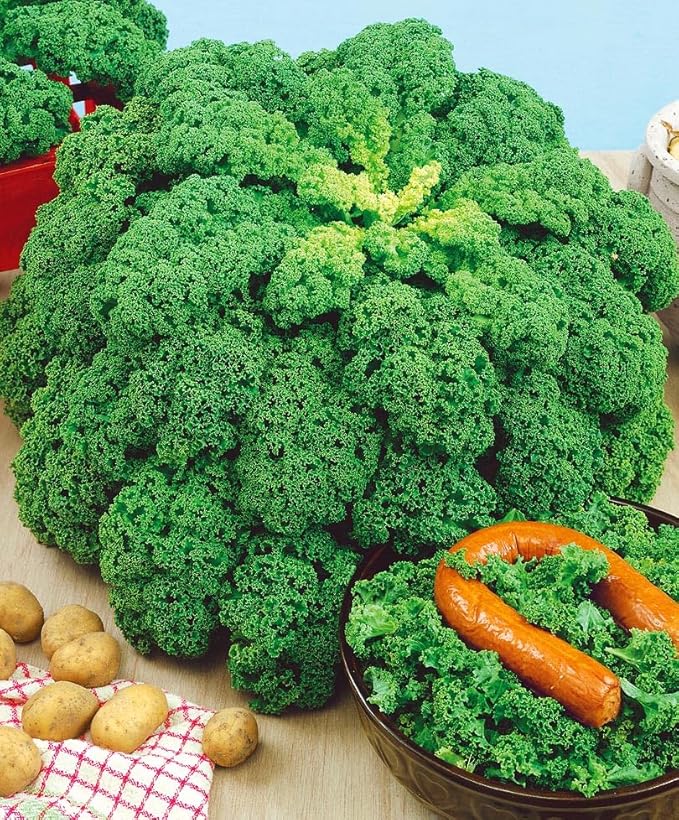 Seeds Dinosaur Kale Bush Cabbage Curly Scotch Giant Heirloom Vegetable Non GMO for Planting
