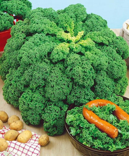 Seeds Dinosaur Kale Bush Cabbage Curly Scotch Giant Heirloom Vegetable Non GMO for Planting