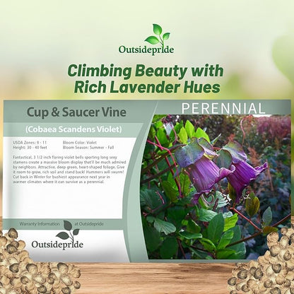 Outsidepride Violet Cobea Cup and Saucer Vine Seeds - 200 Pcs Perennial Climbing Vine Flower Seeds with Lush Foliage & Large Flowers That Attract Pollinators, for Fences, Trellises, or Walls
