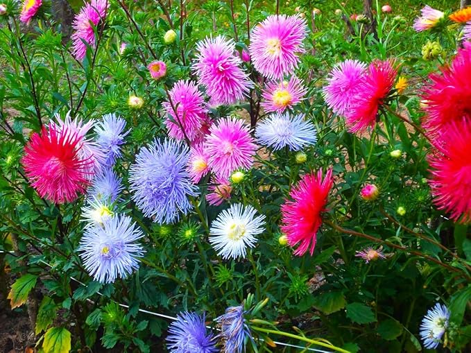 Needle Aster Seed Mix Multicolor 100 Seeds for Planting Non-GMO