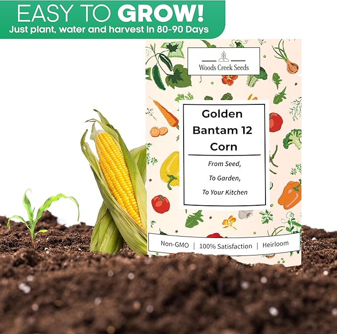 Golden Bantam 12 Sweet Corn Seeds for Planting – Heirloom Non-GMO Yellow Sweet Corn for Home Gardens | Woods Creek Seeds