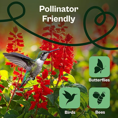 SVI 1000 Red Sage Seeds for Planting Outdoors (Salvia coccinea) – Scarlet sage, Deer Resistant Wildflower – Heirloom Flower Seeds to Plant Outside & Inside Garden, Beds, Containers
