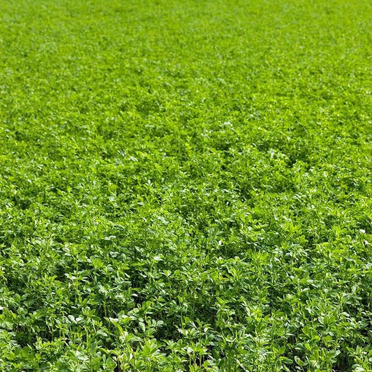 Non-GMO Alfalfa Seeds - 4 Oz - High Germination, Conventional Seed - Gardening, Cover Crop, Field Growing, Food Storage & More