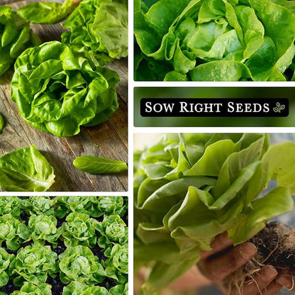 Sow Right Seeds - Buttercrunch Lettuce Seeds for Planting - Non-GMO Heirloom Packet with Instructions to Plant a Home Vegetable Garden - Outdoors or Hydroponics Indoors - Heat Tolerant Variety (4)