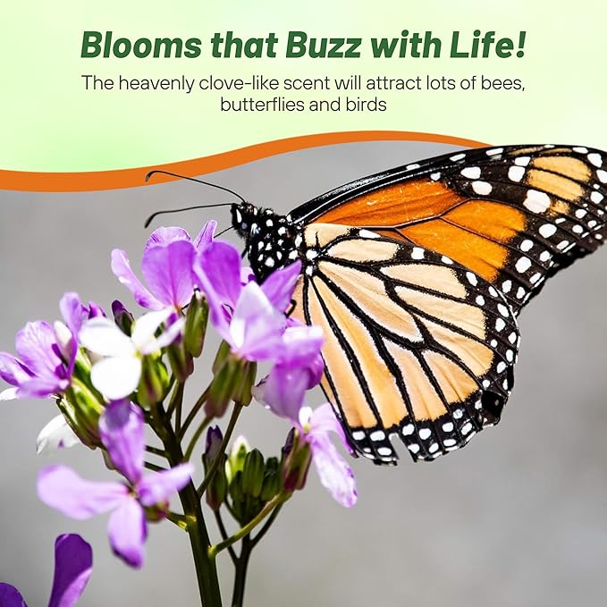 Outsidepride Dame's Rocket Flower Seeds - 1/4 Lbs. Perennial, Easy to Grow, Deer Resistant & Self-Seeding Wildflower Seeds for Planting Vibrant and Fragrant Blooms in Pollinator & Butterfly Gardens