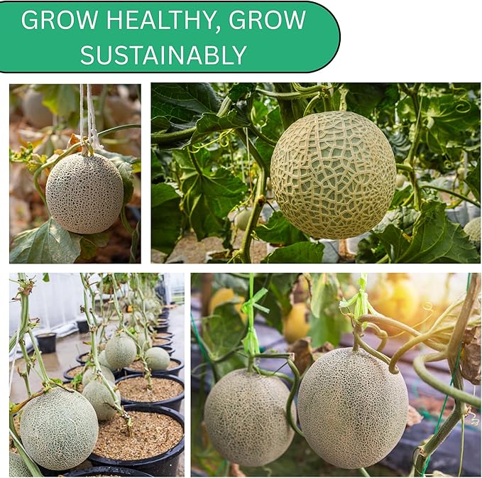 Hales Best Jumbo Cantaloupe Seeds for Planting – Heirloom, Non-GMO Melon Seeds for Home Gardens, Large Sweet Cantaloupes with Juicy Orange Flesh | Woods Creek Seeds