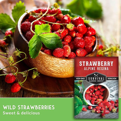 Alpine Regina Strawberry Seed for Planting - 2 Packets with Instructions to Plant & Grow Wild or Woodland Strawberries in The Home Vegetable Garden - Non-GMO Heirloom Variety - Survival Garden Seeds