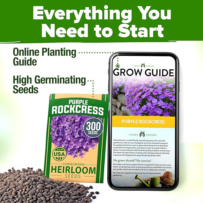 HOME GROWN Aubrieta Rock Cress Purple, Flowering Ground Cover Seed Pack, Non GMO Perennial Cress Seeds for Planting Outdoor Lawn Gardens 300 Aubrieta deltoidea Flower Seeds