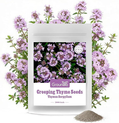 20000+ Creeping Thyme Seeds Ground Cover Plant, Perennial Thyme Flower Seeds for Planting Outdoor, Low Maintenance, Grown in The USA