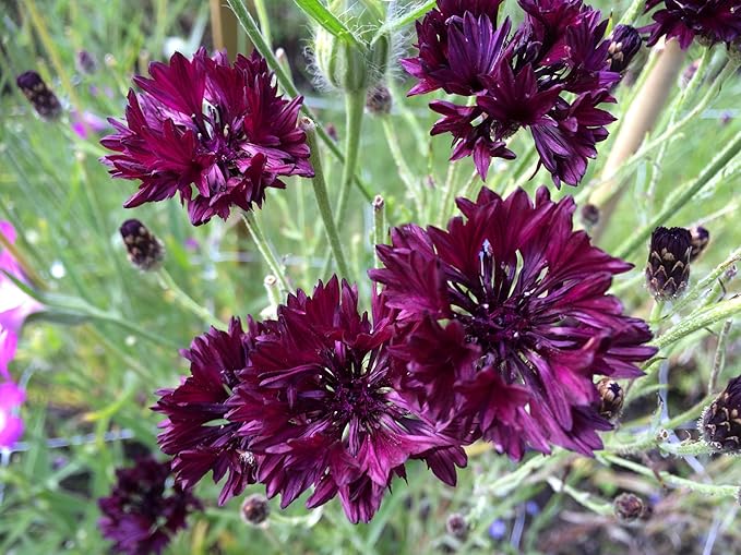TomorrowSeeds - Black Ball Bachelor Button Seeds - 3000+ Count - for 2026 Planting Centaurea Cyanus Dark Purple Cornflower Edible USA Garden Corn Flower Grow Your Own Home Farm Patio Healthy