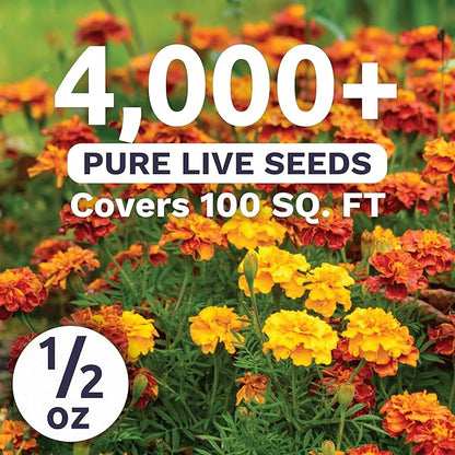 Marigold French Sparky - Large 1/2 Ounce Packet - 4,000 Flower Seeds for Planting - Tagetes patula