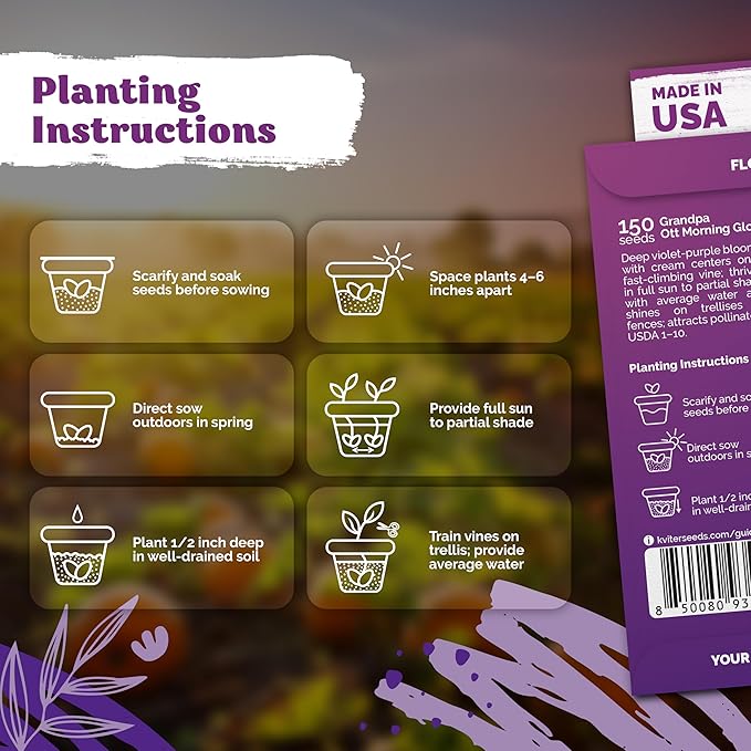 KVITER 150 Grandpa OTT Morning Glory Seeds (Ipomoea purpurea) – Vine Purple Climbing Blooms Flower Seeds to Plant Outside – Pollinator Heirloom Seed Packets for Garden, Trellises, Outdoor Flower Beds