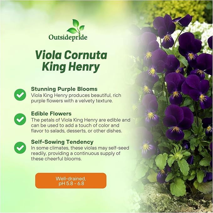 Outsidepride King Henry Viola Pansy Seeds for Planting - 1000 Pcs. Perennial, Cold-Hardy & Pollinator Friendly Flowers with Fragrant Blooms for Garden Beds, Borders & Container Displays