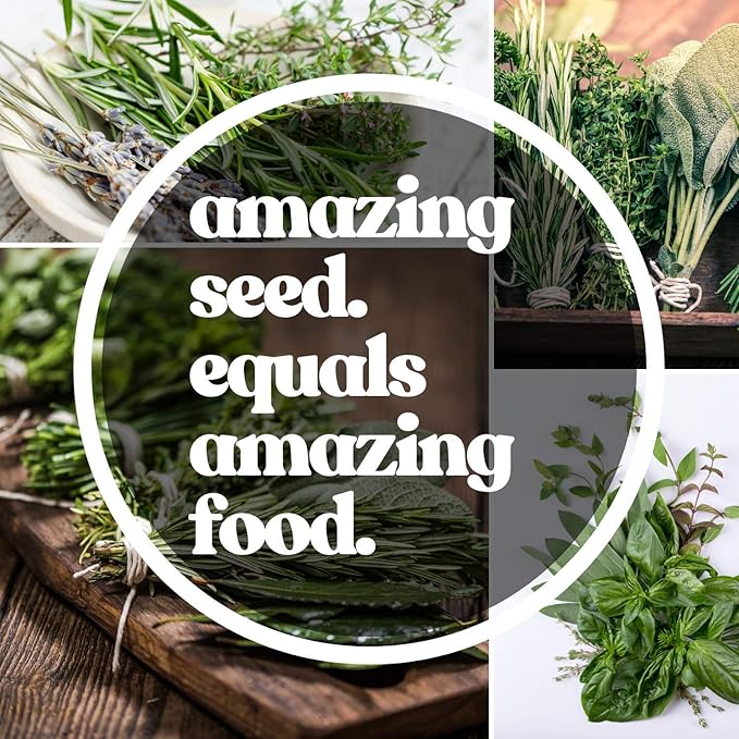 Saltwort Seeds - 1 g Packet ~250 Seeds - Salsola Kali - Medicinal & Herbal Tea Herb Gardening Seeds - Non-GMO, Heirloom, Open Pollinated, Annual