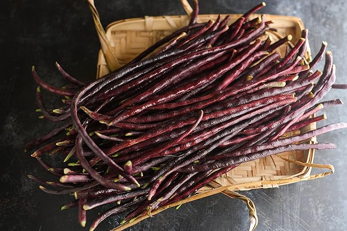 Purple Yard Long Bean Seeds 85+ Seeds, Asian Heirloom Yard Long Beans Seeds, Asparagus Beans Seeds, Phaseolus Vulgaris, Non GMO