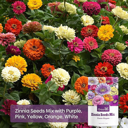 Zinnia Seeds, 2 Oz (2 Packs), Flowers Seeds for Planting, Wildflower Seeds Bulk, 5 Varieties Mixed Colors and Large Blooms, Open Pollinated, Non GMO Made in USA