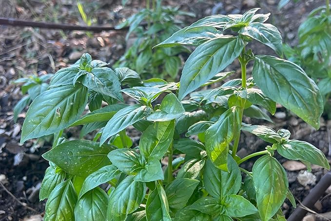 Plant Good Seed Prospera F1 Basil Seeds Seeds for Planting: Perennial Herb, Green Leaves - 150 Seed Packet