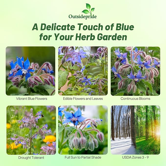 Outsidepride Blue Borage Seeds for Planting – 1 oz. Annual, Drought-Tolerant Herb Seeds with Star-Shaped Blooms, Attracts Bees for Pollinator Gardens, Summer Teas, Decoration & Culinary Use