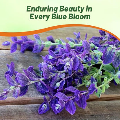 Outsidepride Blue Monday Salvia Seeds - 2,000 Pcs Annual, Compact, Heavy Blooming & Drought-Tolerant Sage Seeds for Planting Fragrant Blue Blooms for Butterfly & Hummingbird Gardens & Landscaping