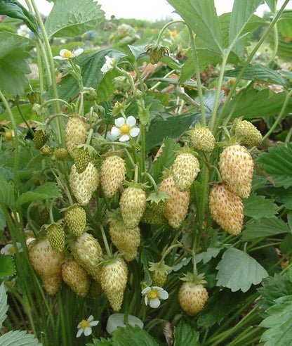 Seeds Alpine Strawberry Yellow Wonder Everbearing Climbing Heirloom Fruits for Planting Non GMO