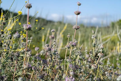 Plant Good Seed Organic San Luis Purple Sage Seeds for Planting: California Native Plant, Aromatic Gray Leaves - 100 Seed Packet