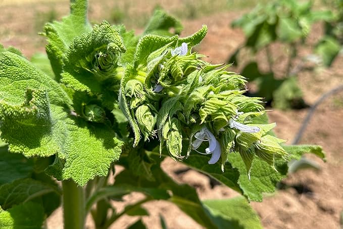 Plant Good Seed Organic Clary Sage Seeds for Planting: Herb for Cosmetics, Fragrant Purple Flowers - 50 Seed Packet