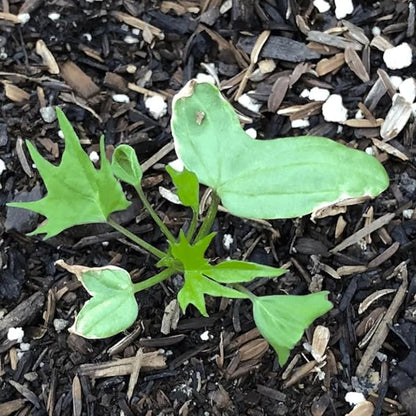 Seed Needs, Cardinal Climber Seeds - 100 Heirloom Seeds for Planting Ipomea Quamoclit - Open Pollinated & Untreated, Attracts Pollinators (5 Packs)