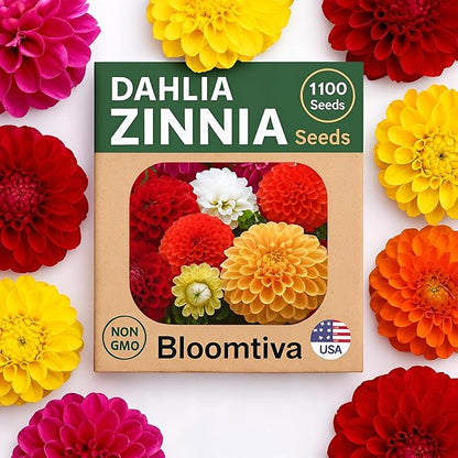 Dahlia Zinnia Seeds Bulk – 1100 Heirloom Zinnia Seeds for Planting Outdoors - Mixed Colors & Large Blooms for Gardens - High Germination (Zinnia elegans)