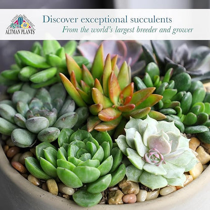 Altman Plants Deluxe Live Succulents (12 Pack), 6 Unique Varieties in Sets of 2, Assorted Colors & Shapes, Easy Plant Care, 2 in Pots
